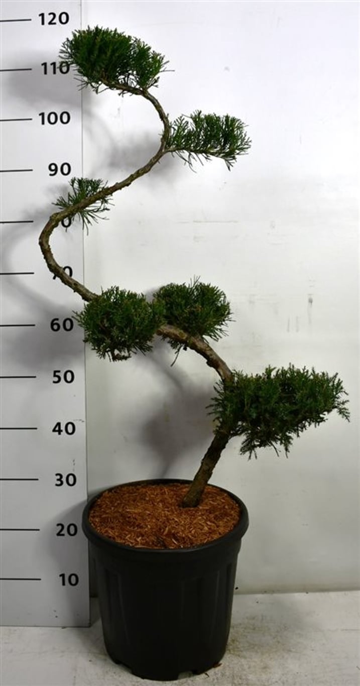 Juniperus pf. 'Mint Julep' - 80 CM S-SHAPE Cont.